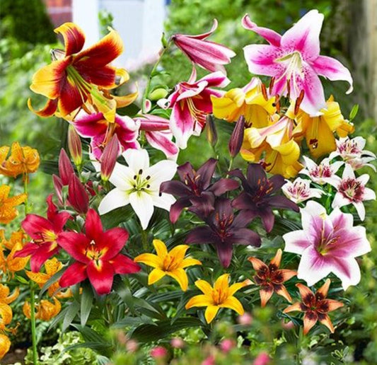 Lilija - All Summer kolekcija
