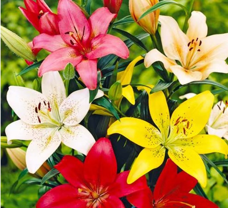 Lilija - Asiatic kolekcija