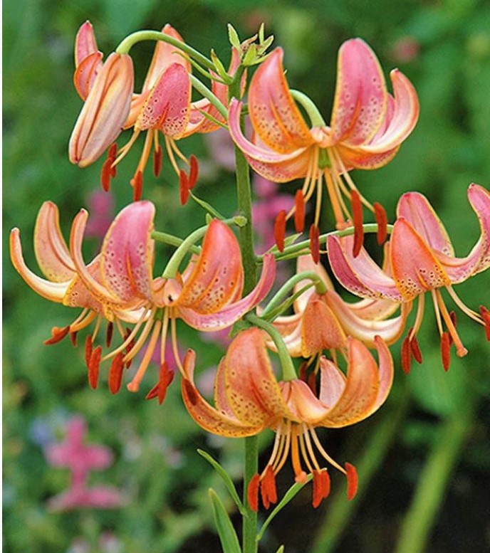 Lilija - Fairy Morning