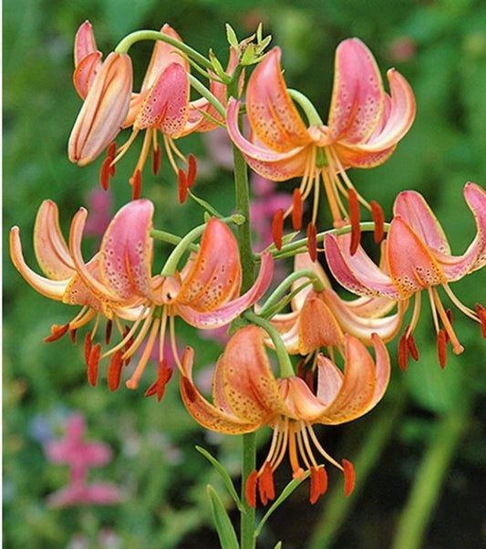 Lilija - Fairy Morning