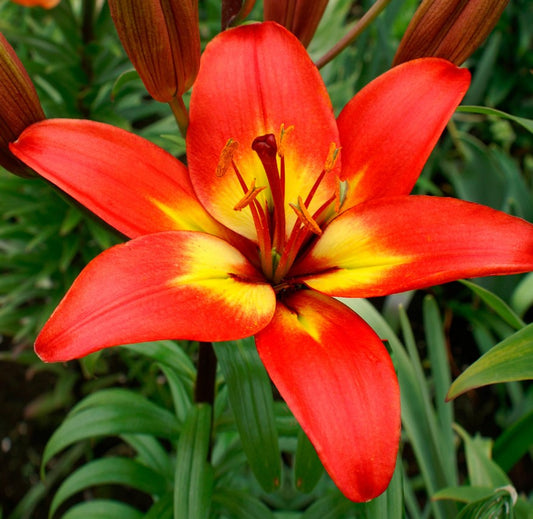 Lilija - Forever Linda