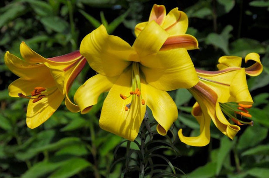 Lilija - Golden Splendor