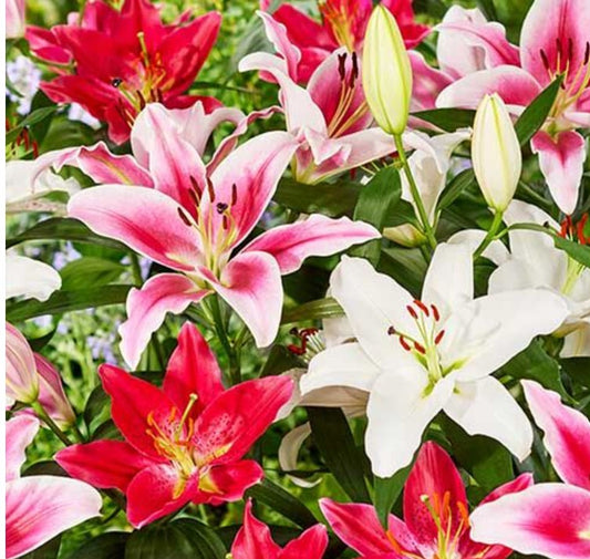 Lilija - Oriental kolekcija