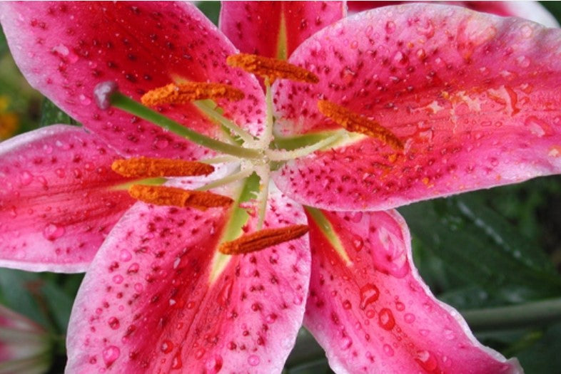 Lilija - Star Gazer