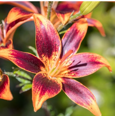 Lilija - Asiatic lilium Whistler