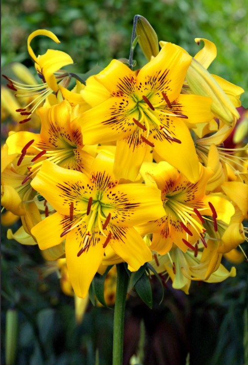 Lilija - Yellow Bruse
